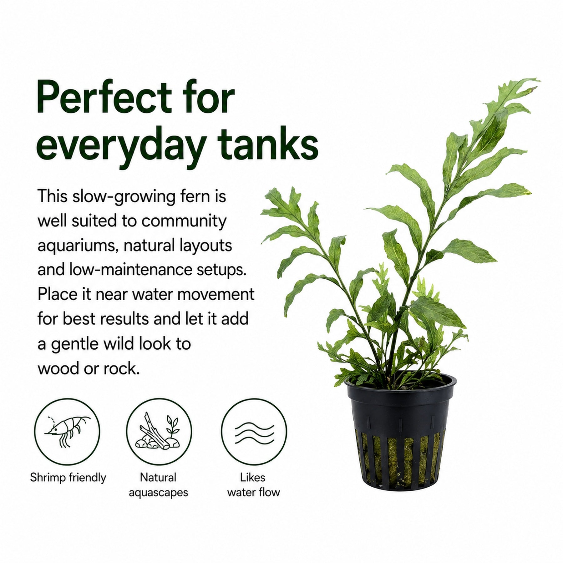 Potted fern plant with text about its suitability for aquariums and low-maintenance setups.
