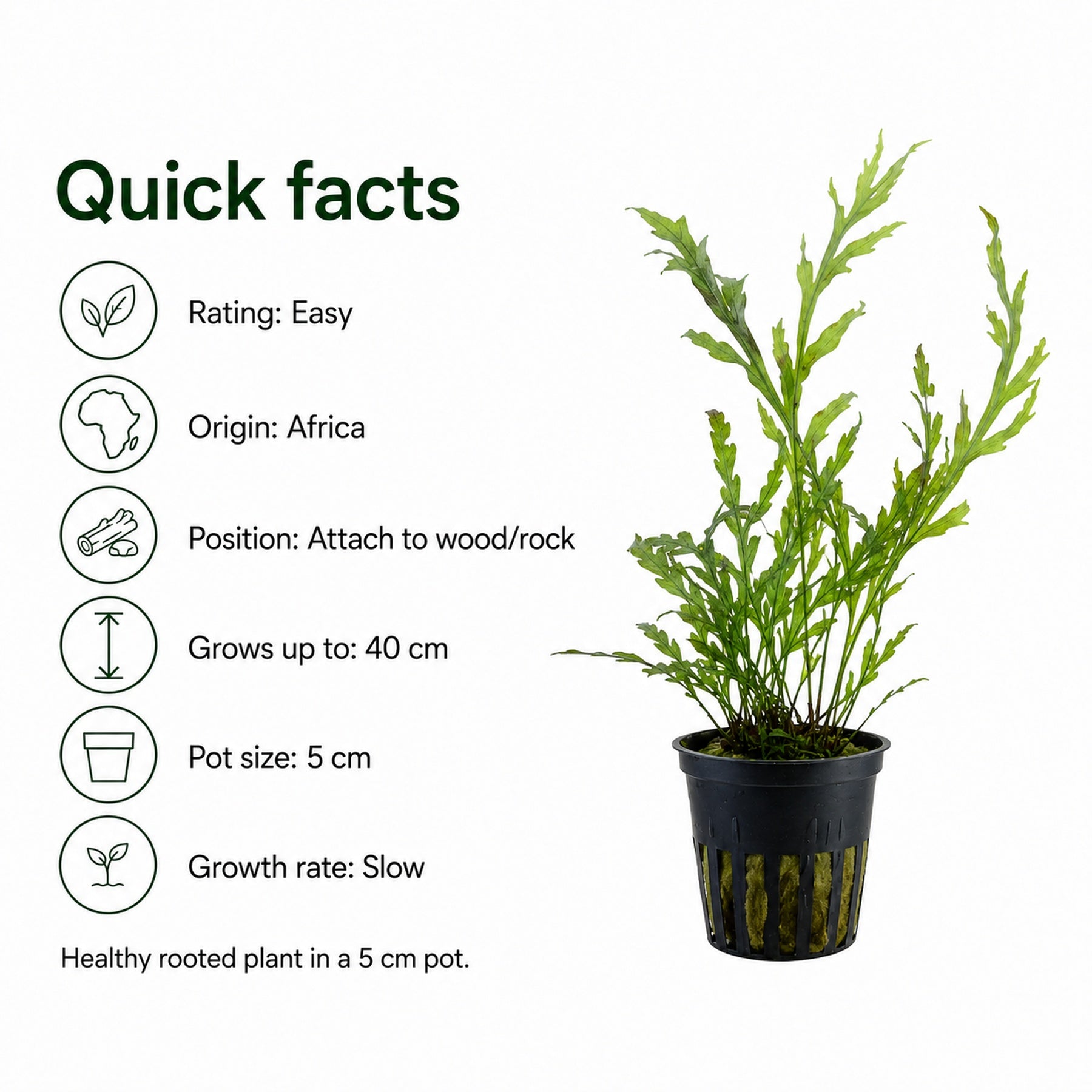 Potted plant with quick facts on a white background