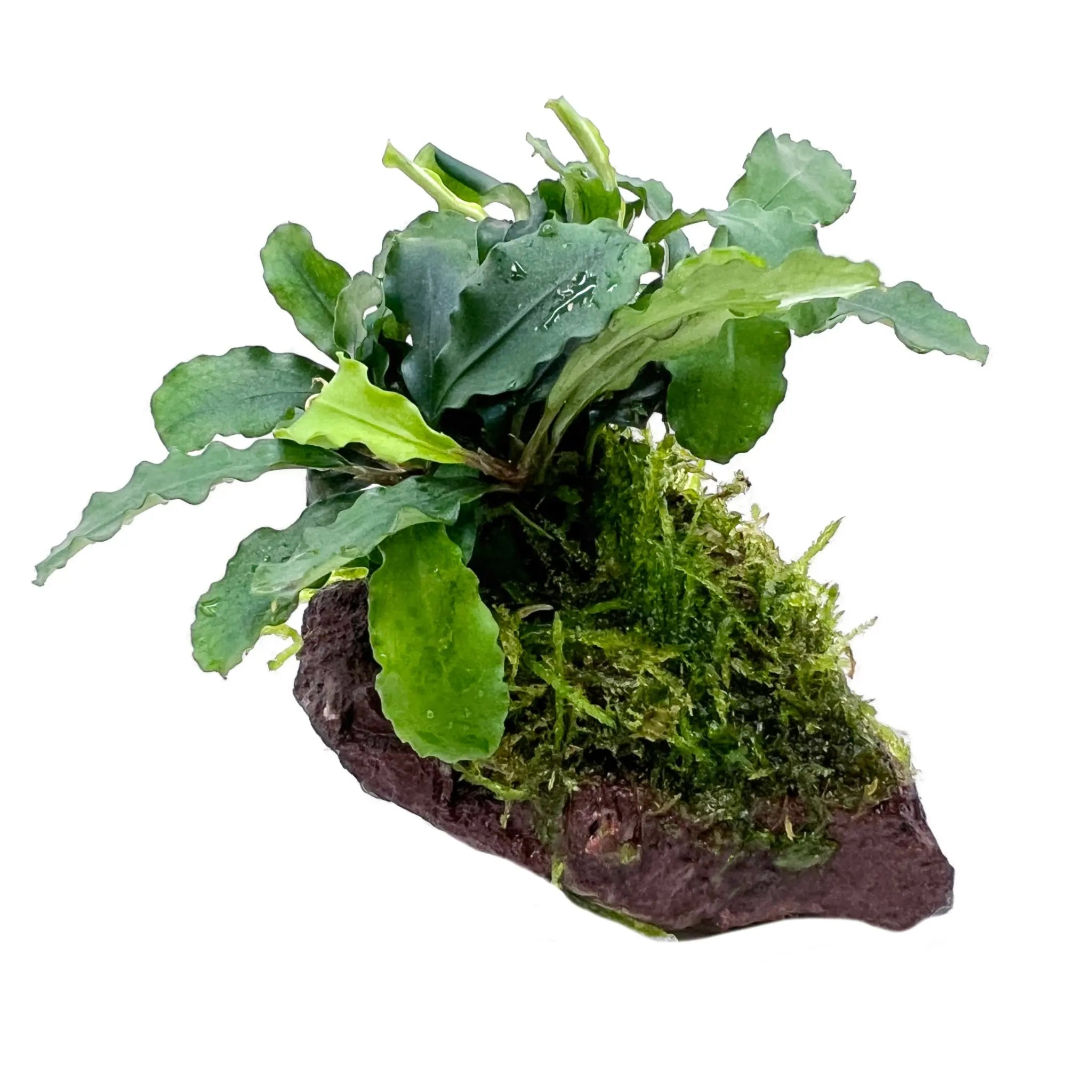 Bucephalandra with Moss On Mini Lava - Aqua Essentials