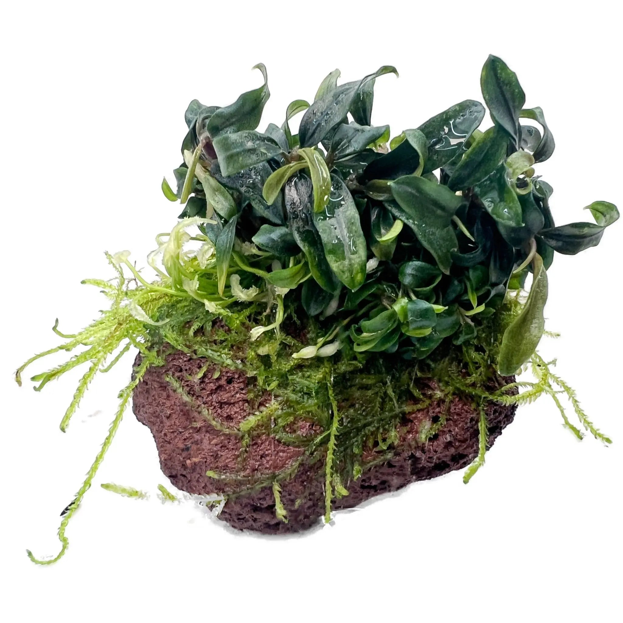 Bucephalandra with Moss On Mini Lava - Aqua Essentials