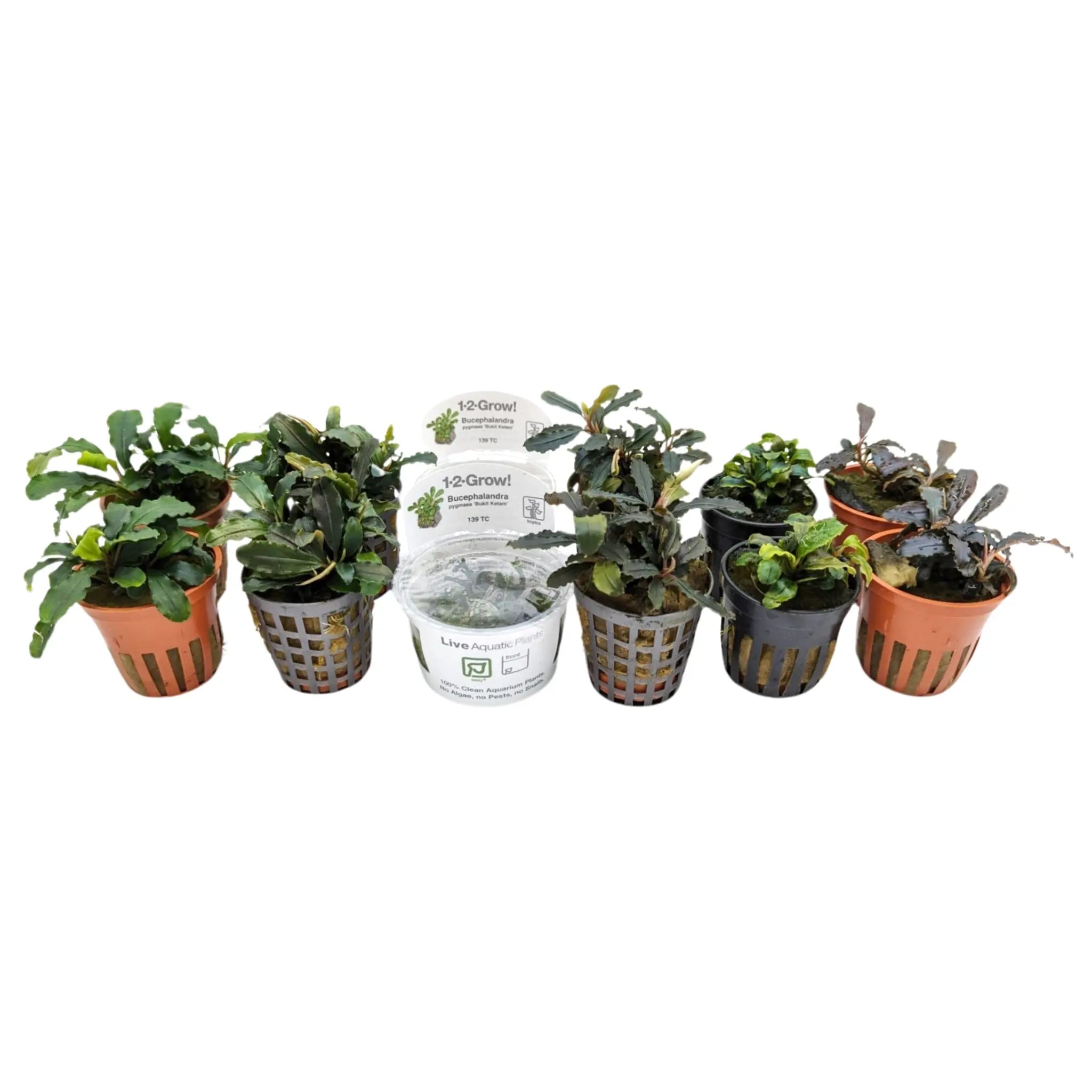 Bucephalandra Mixed Box of Aquarium Plants - Aqua Essentials