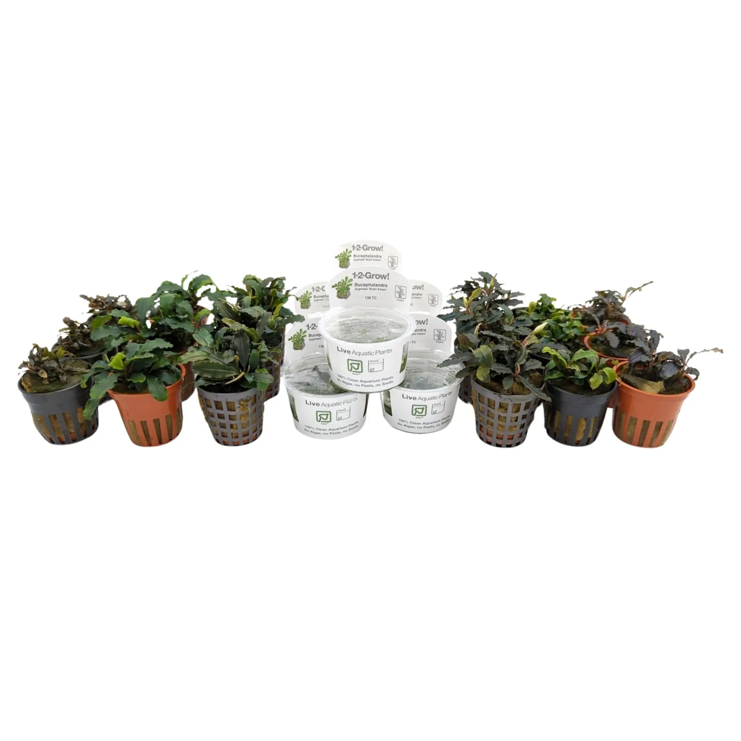 Bucephalandra Mixed Box of Aquarium Plants - Aqua Essentials