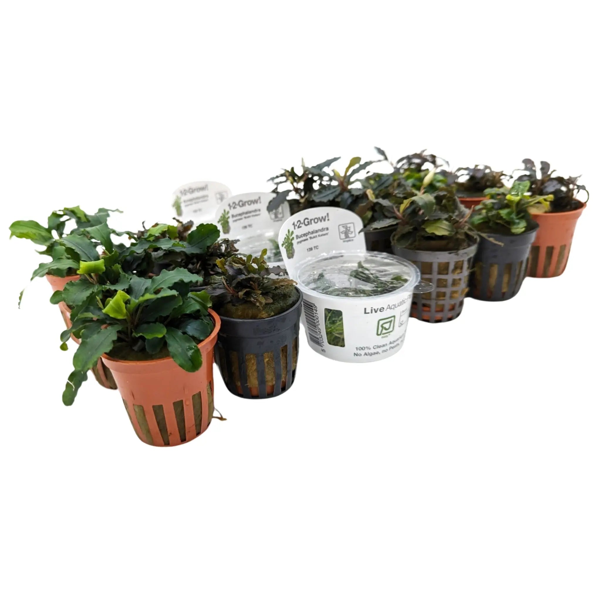 Bucephalandra Mixed Box of Aquarium Plants - Aqua Essentials