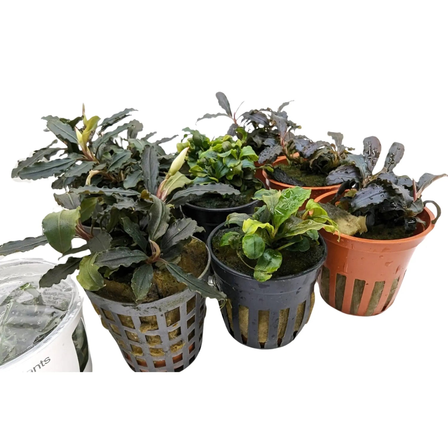 Bucephalandra Mixed Box of Aquarium Plants - Aqua Essentials
