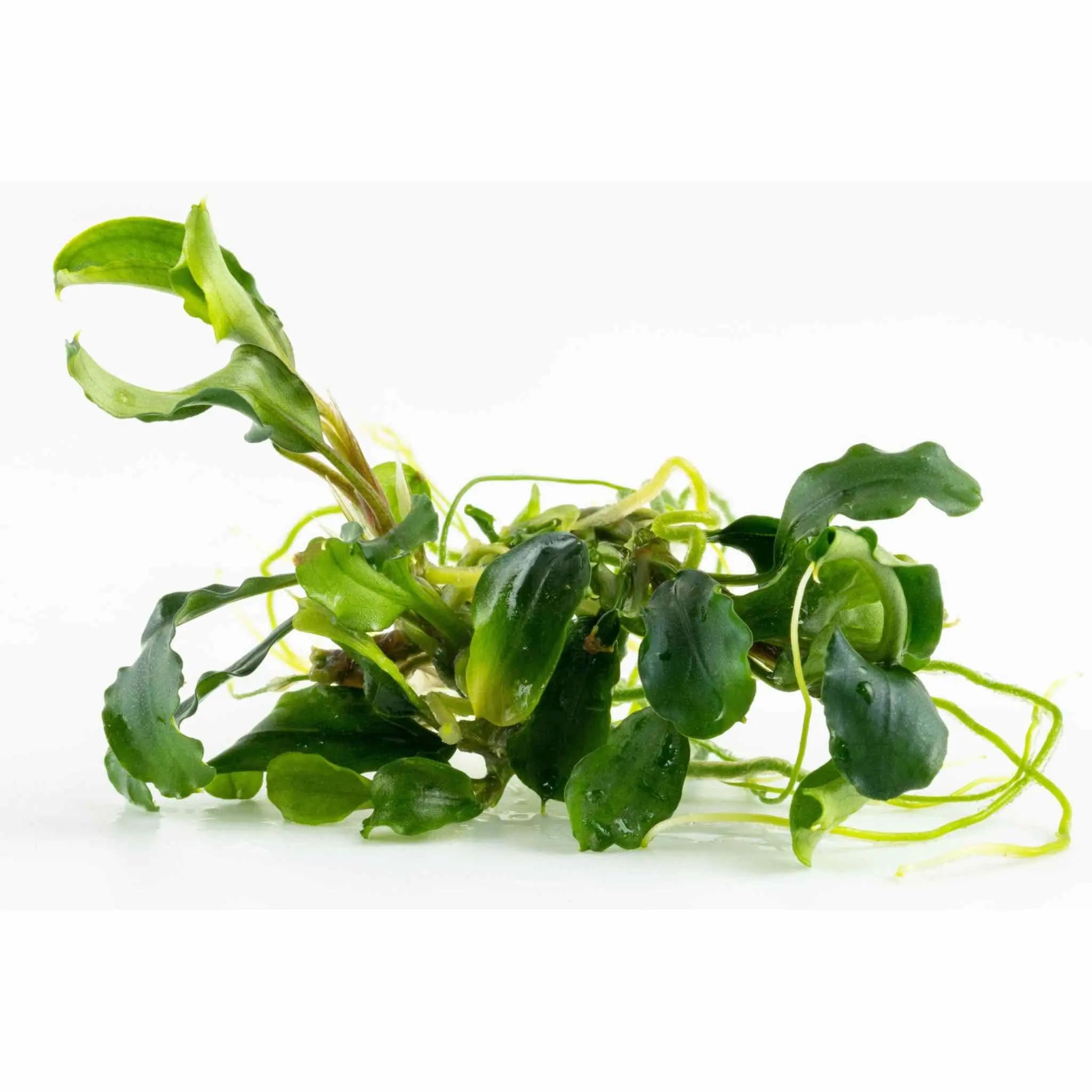 Tropica Bucephalandra pygmaea Bukit Kalem 1-2-GROW! - Aqua Essentials