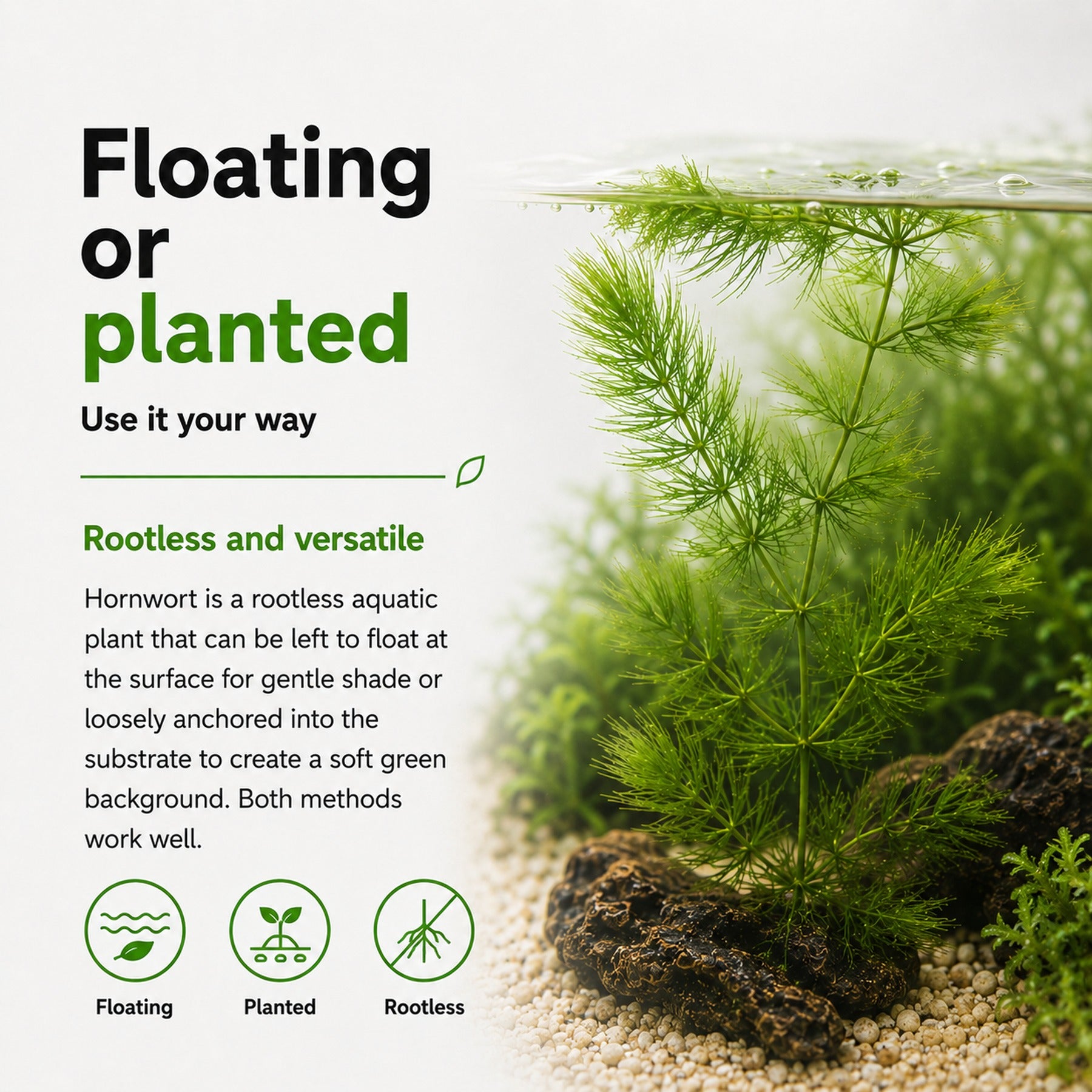 Hornwort (Ceratophyllum demersum) – Fast Growing Algae Fighter