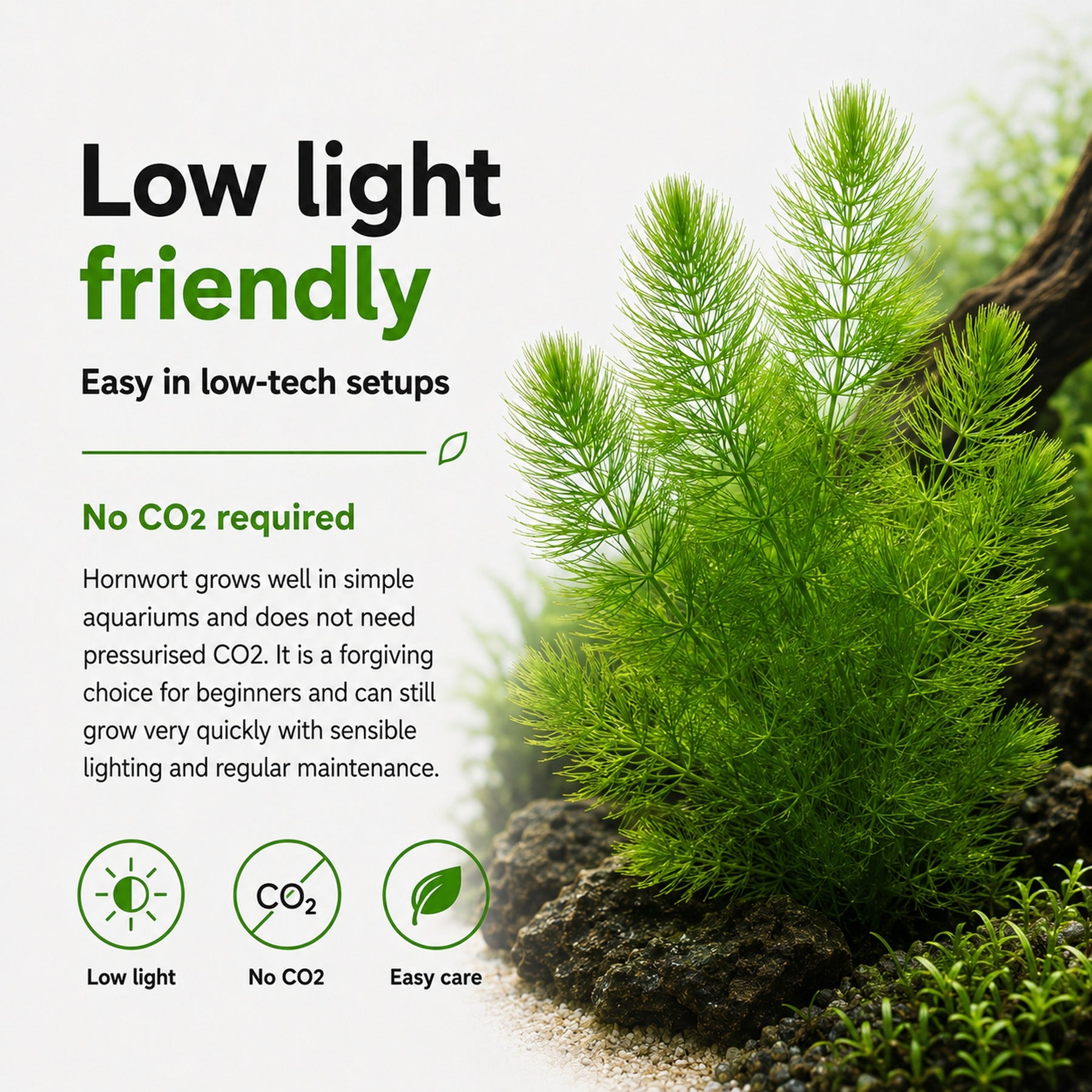 Hornwort (Ceratophyllum demersum) – Fast Growing Algae Fighter
