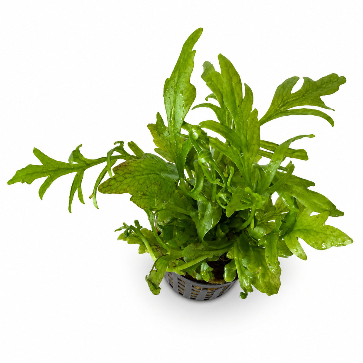 Ceratopteris thalictroides