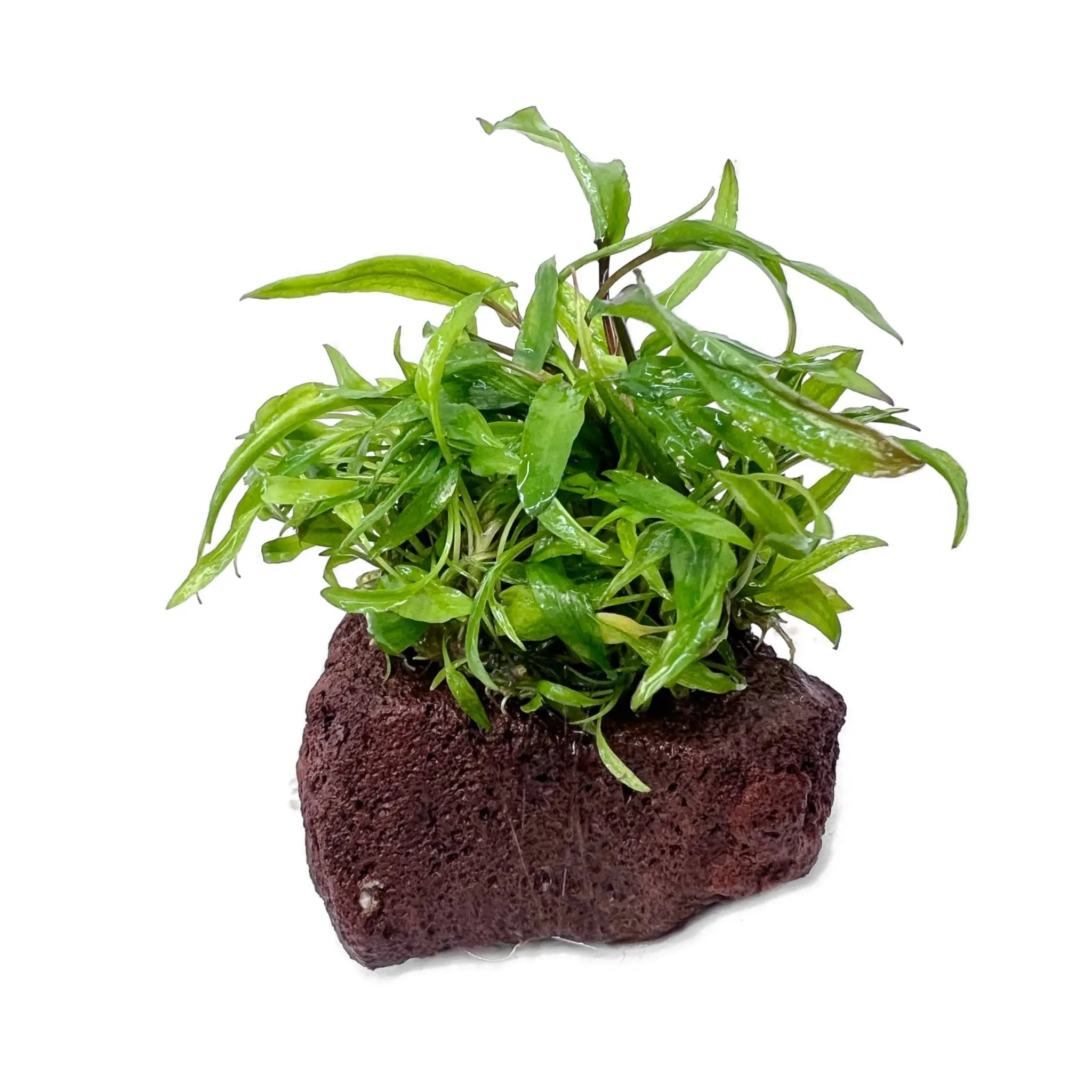 Cryptocoryne on Lava Rock - Mini - Aqua Essentials