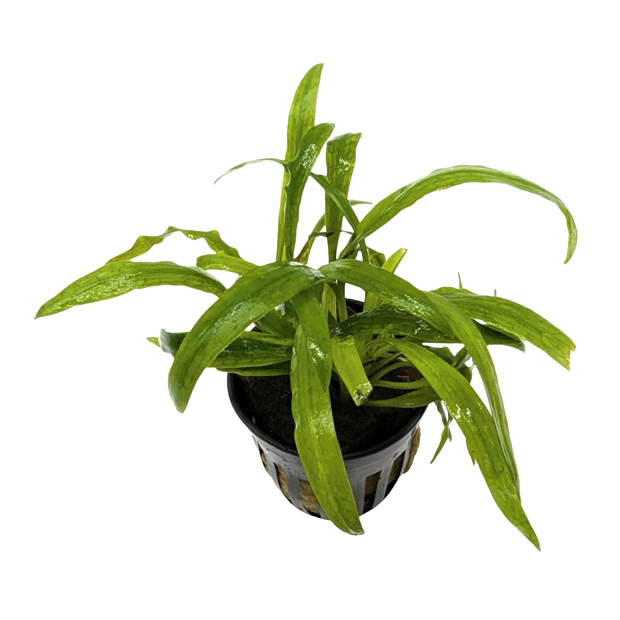 Cryptocoryne costata