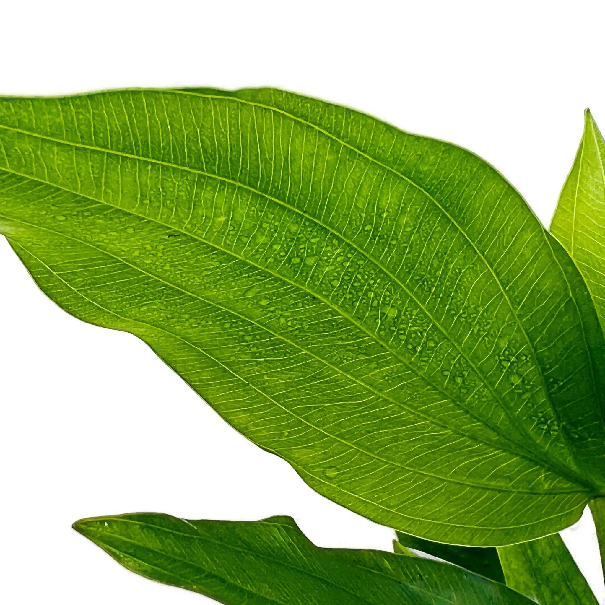 Echinodorus argentinensis - Aqua Essentials