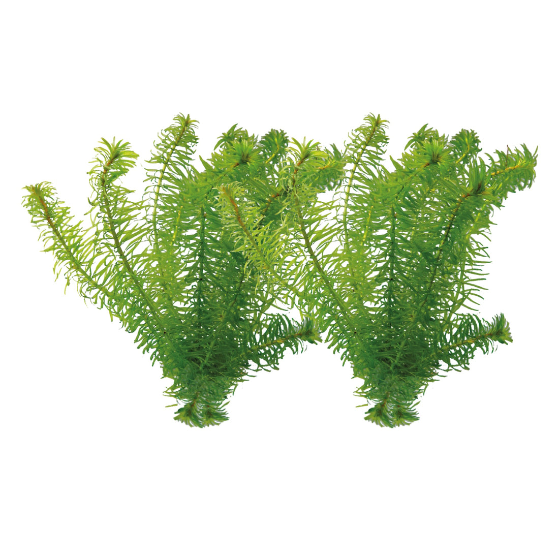 Egeria najas - 2 Bunches (Anacharis Narrow Leaf)