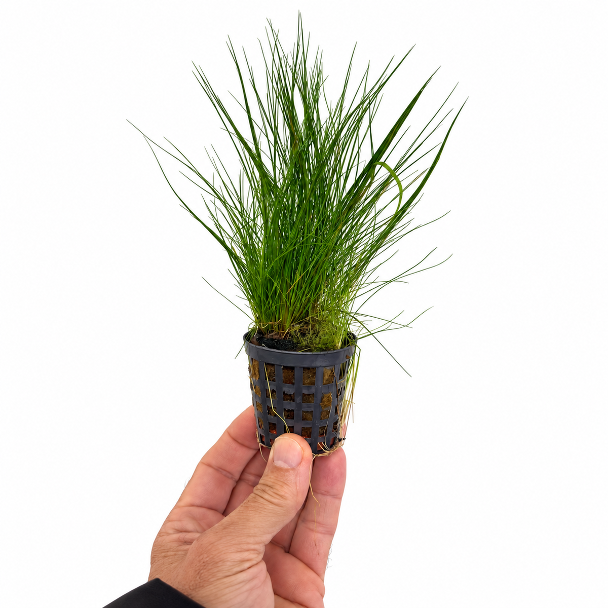 Eleocharis acicularis