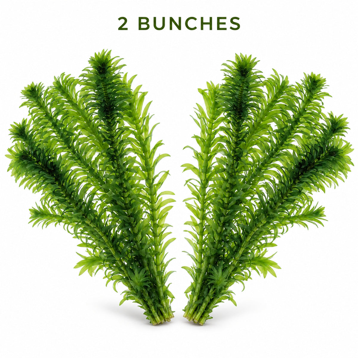 Elodea densa Aquarium Plant Bunches