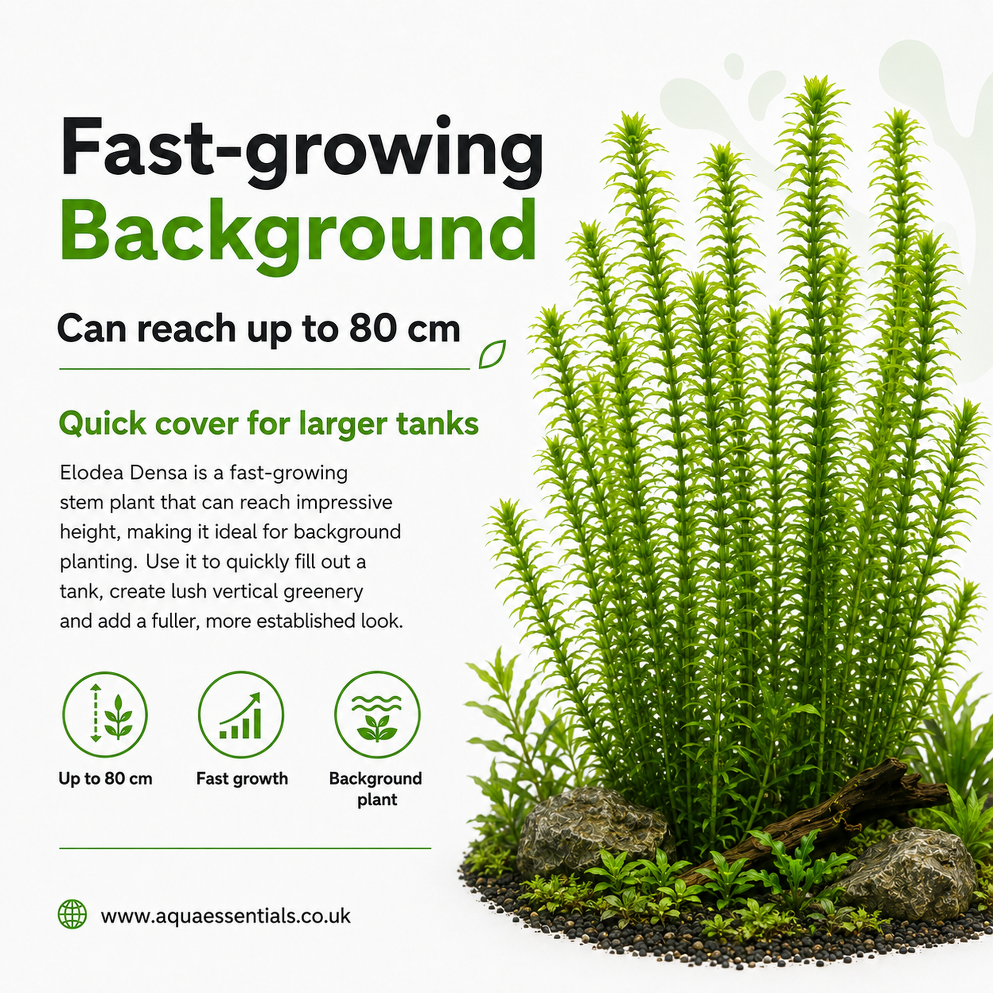 Elodea Densa (2 Bunches) | Oxygenating Pond & Aquarium Plant