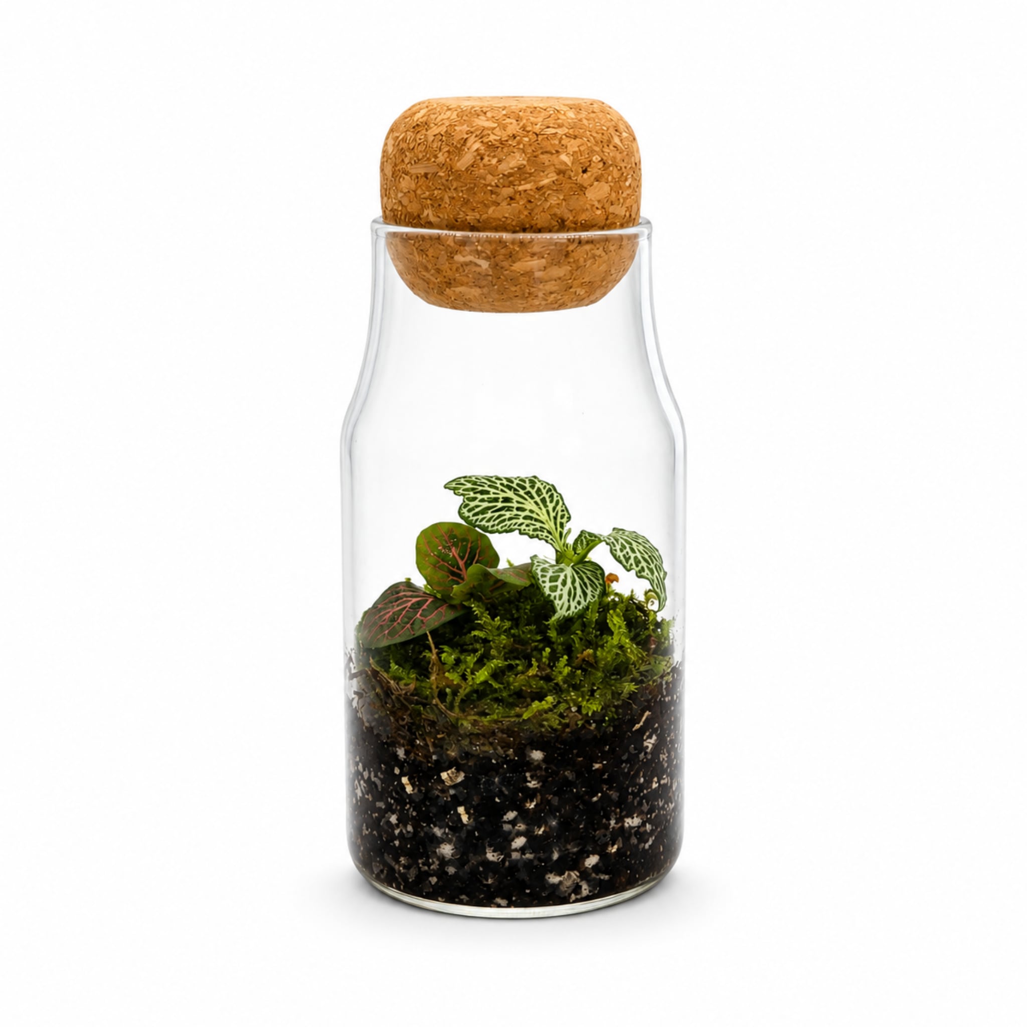 Fittonia Closed Bottle Terrarium