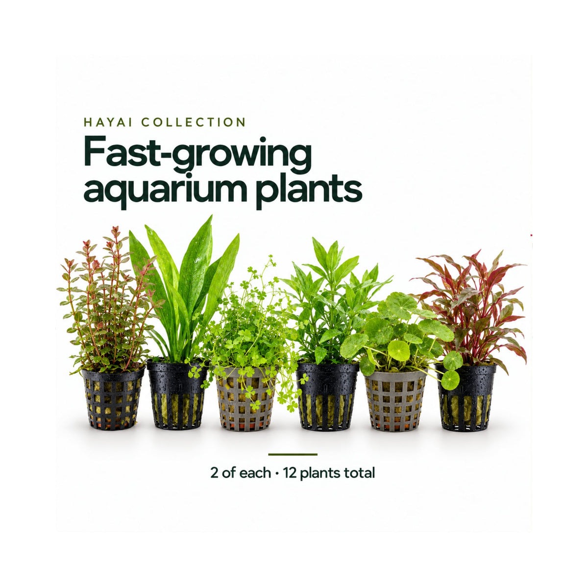 12 Fast-Growing Plant Set - Hayai Collection for New Tanks
