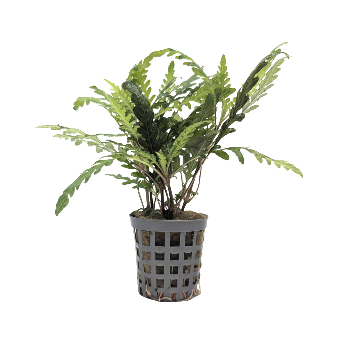 Hygrophila pinnatifida