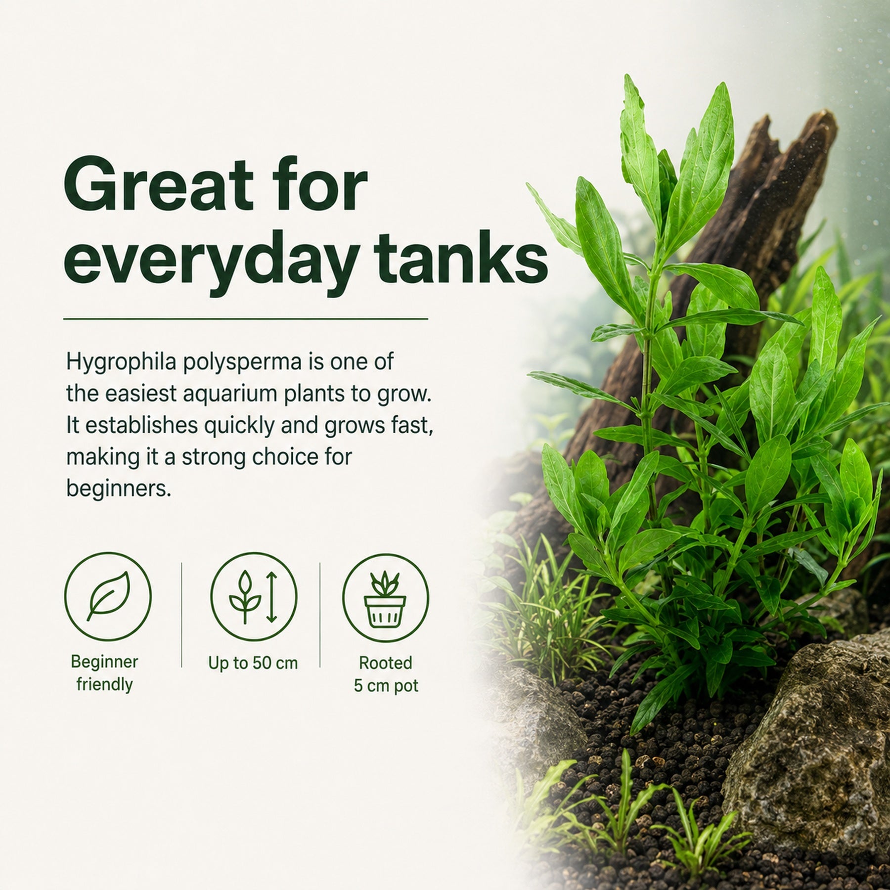 Aquarium plant Hygrophila polysperma with text on its benefits for beginners.