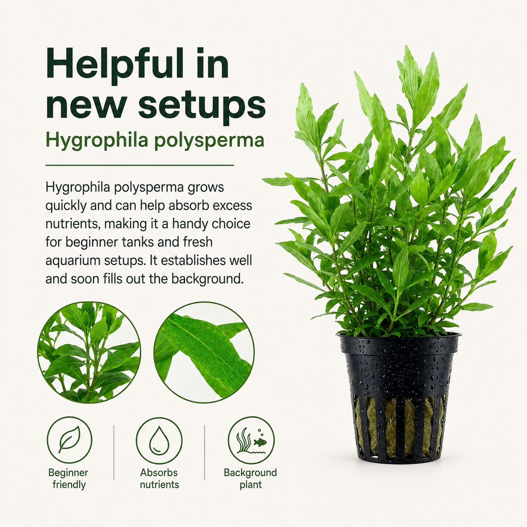 Hydrophyllum plant in a pot with text about its benefits for aquarium setups.
