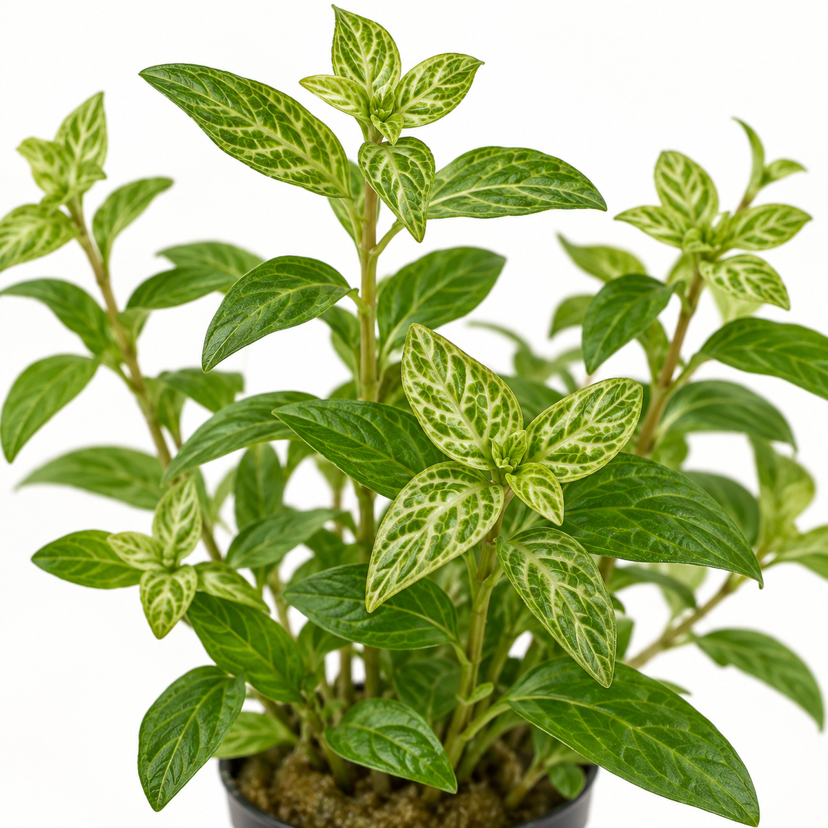 Hygrophila rosae australis - Easy Aquarium Plant