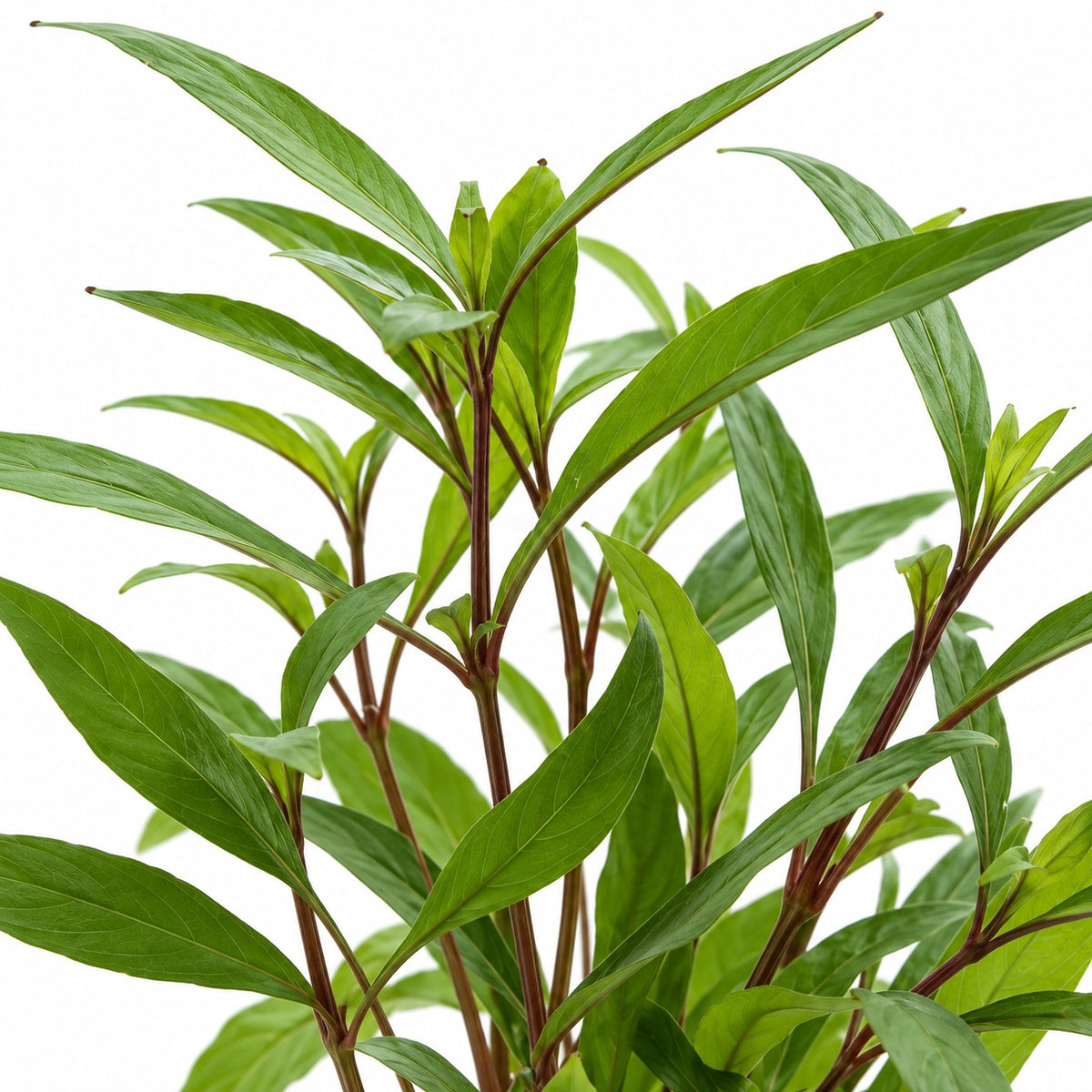 Hygrophila corymbosa Thailand