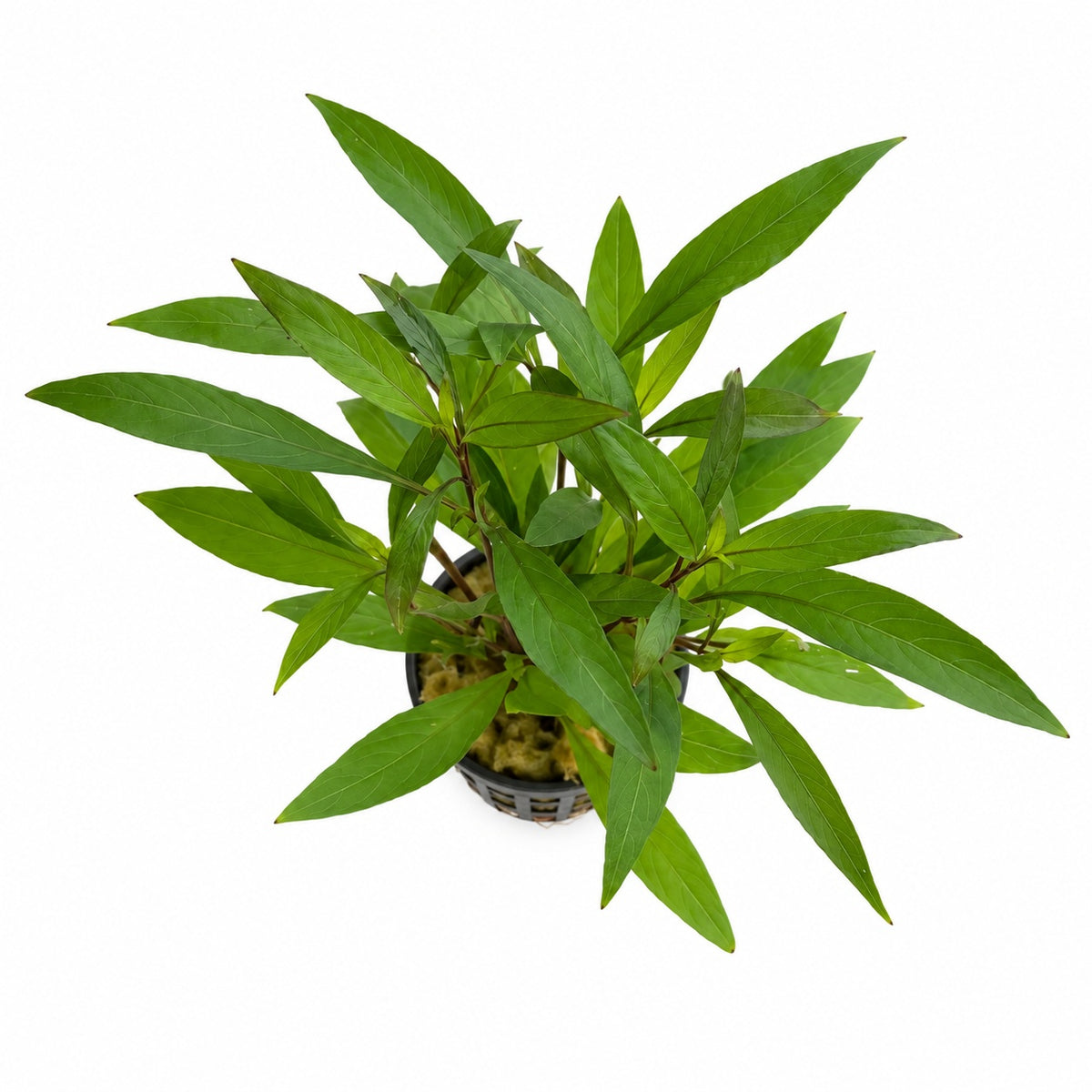 Hygrophila corymbosa Thailand