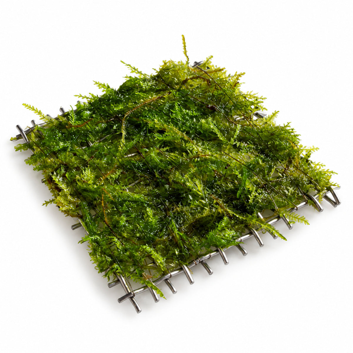 Java Moss Scapers Pad Small 4.5 x 4.5cm on white background