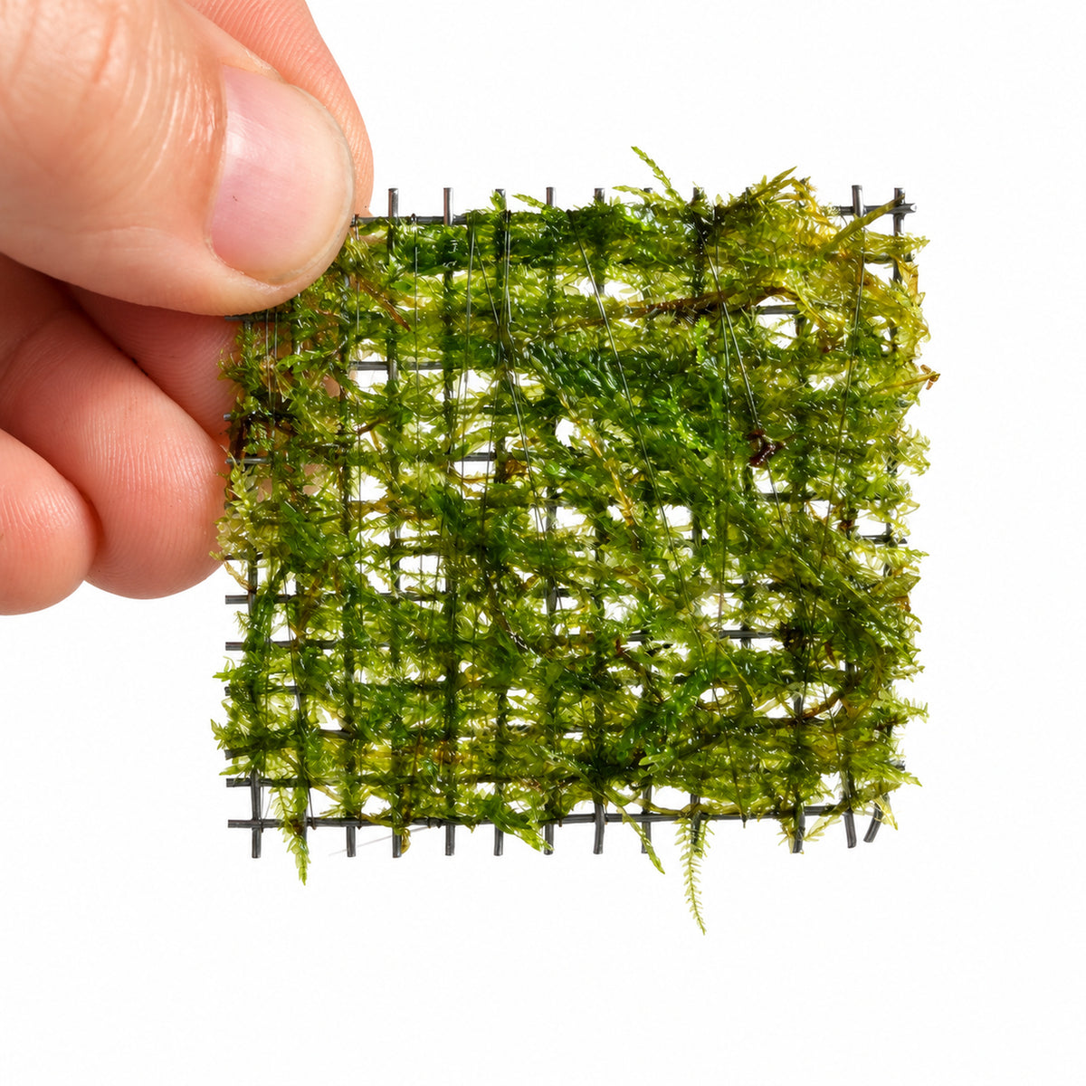 Small Java Moss Scapers Pad held in hand for scale