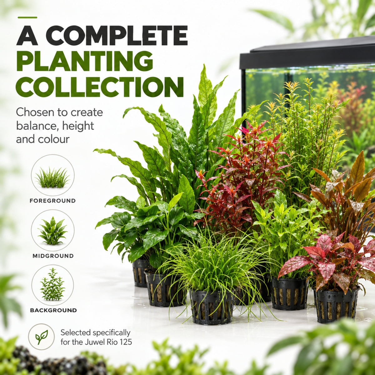 Juwel Rio 125 Aquarium Plant Collection – 20 or 30 Plants