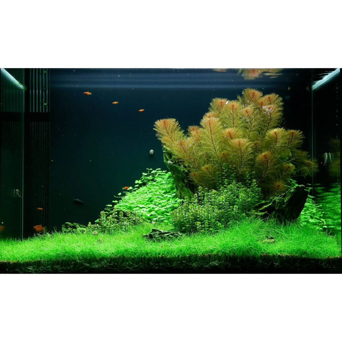 Scaped For You Collection - Layout 49 (100L) Medium - Aqua Essentials