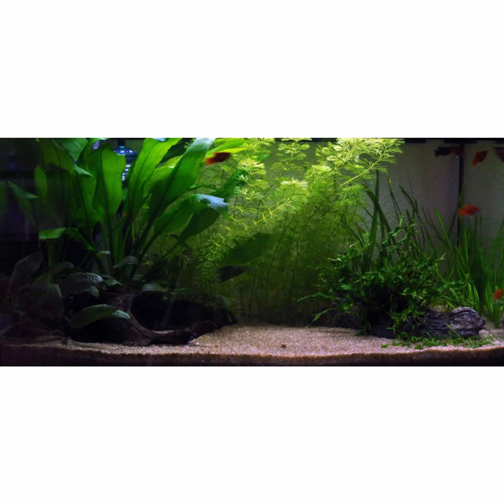 Scaped For You Collection - Layout 1 (54L) Easy - Aqua Essentials