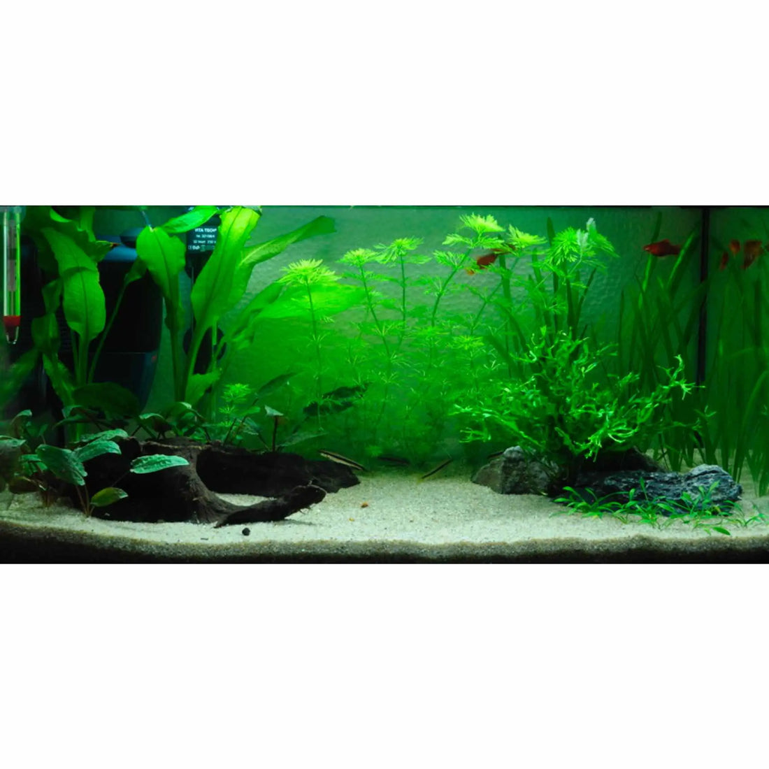 Scaped For You Collection - Layout 1 (54L) Easy - Aqua Essentials