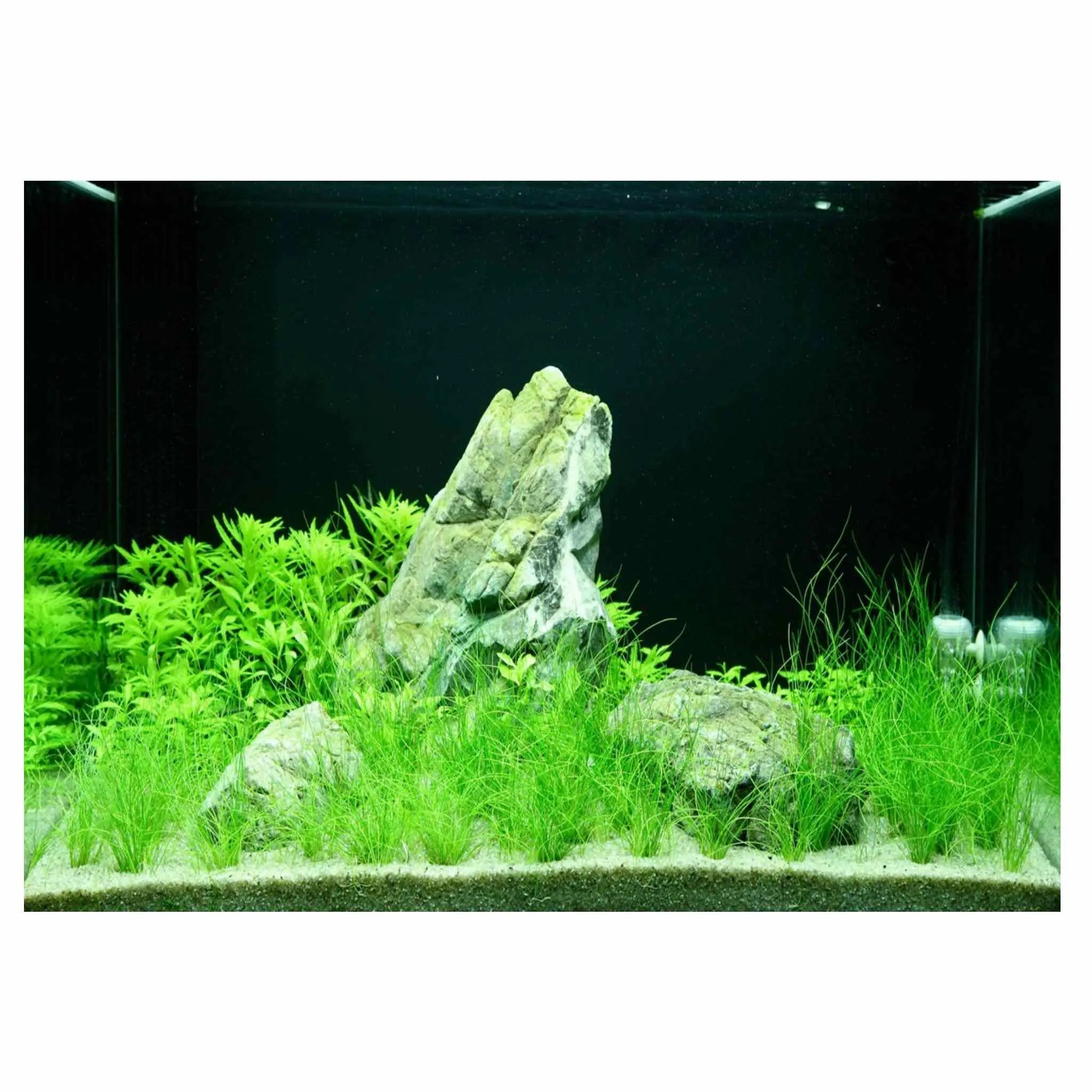 Scaped For You Collection - Layout 100 (100L) Medium - Aqua Essentials