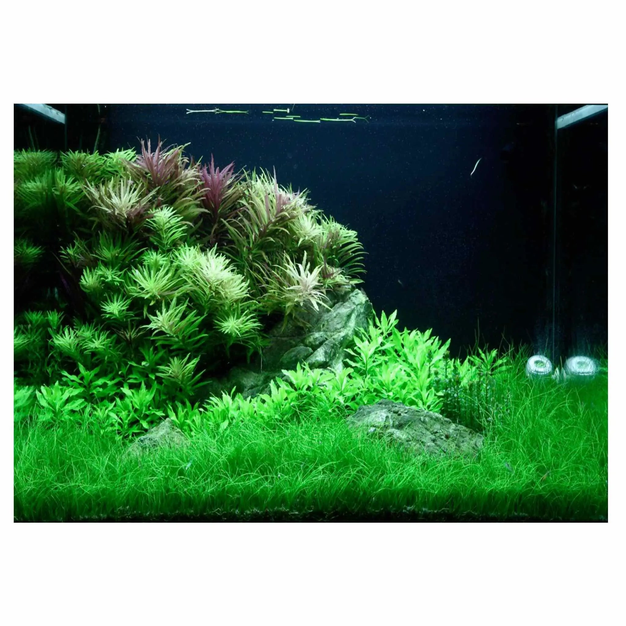 Scaped For You Collection - Layout 100 (100L) Medium - Aqua Essentials