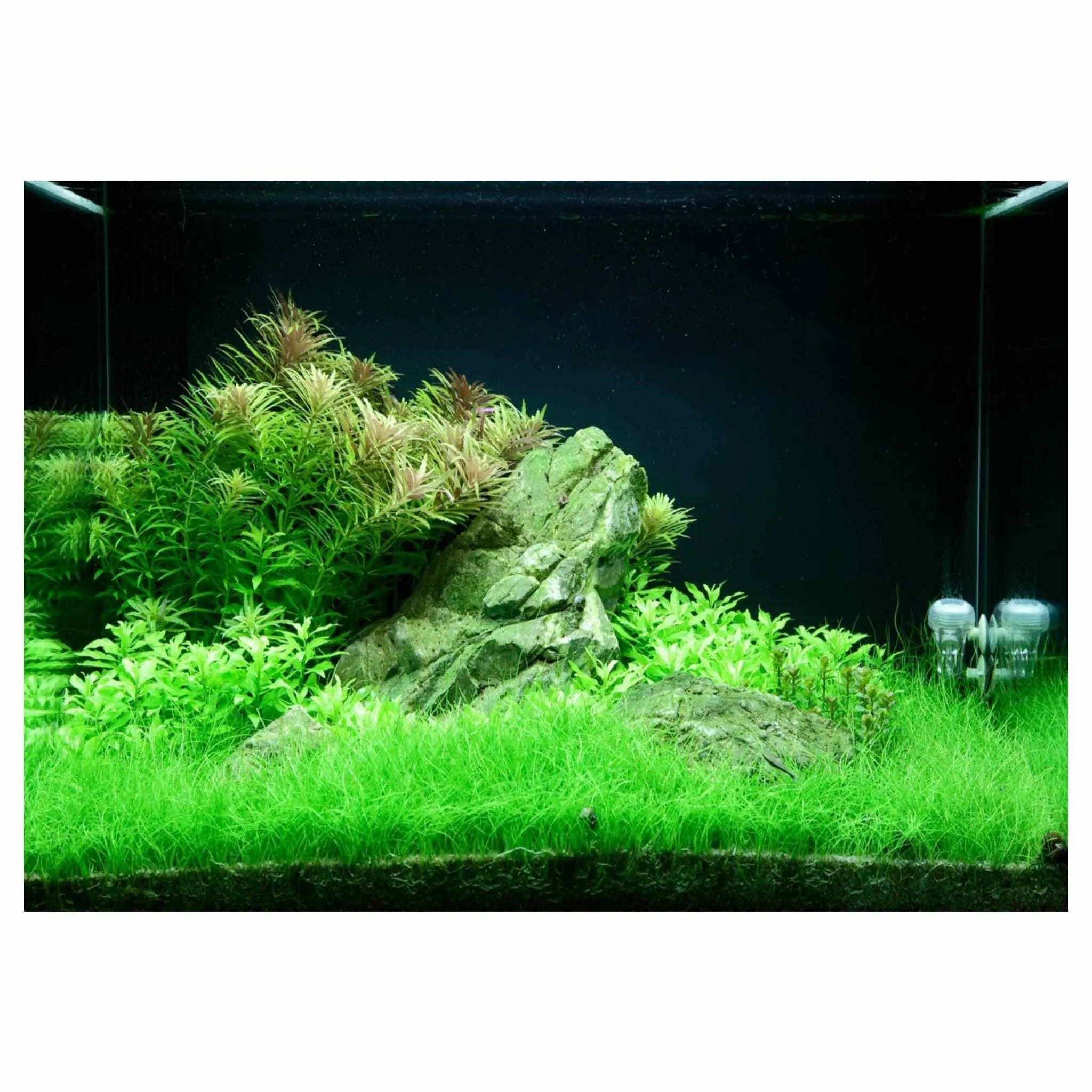 Scaped For You Collection - Layout 100 (100L) Medium - Aqua Essentials