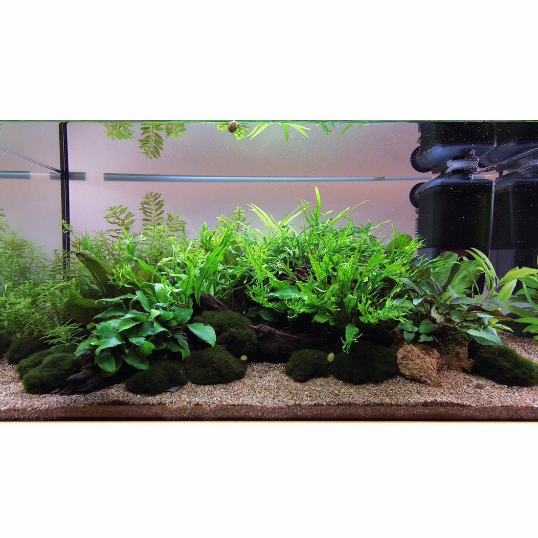 Scaped For You Collection - Layout 111 (54L) Easy - Aqua Essentials