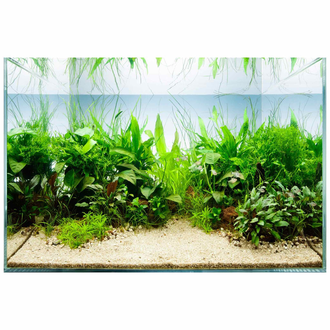 Scaped For You Collection - Layout 46 (200L) Easy - Aqua Essentials