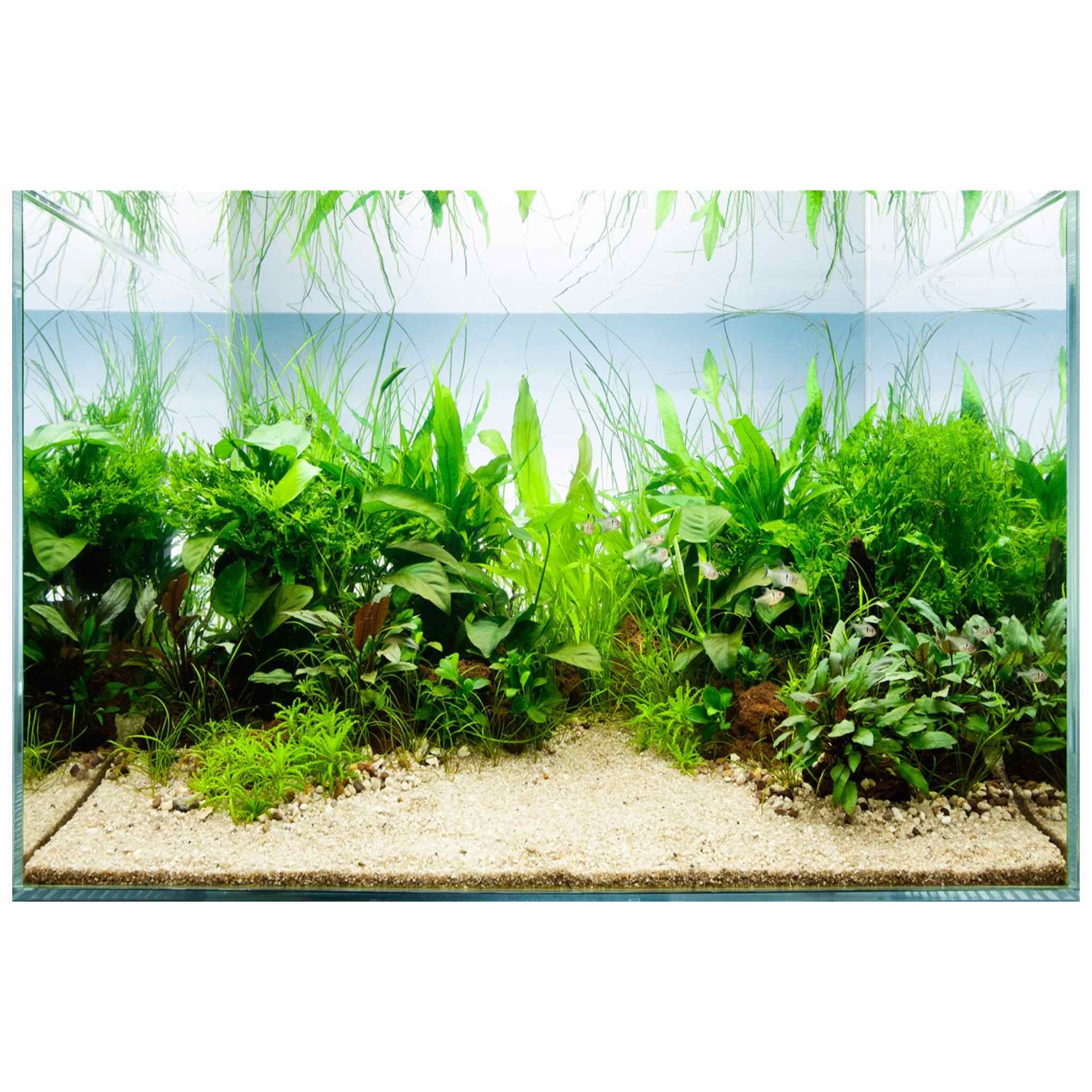 Scaped For You Collection - Layout 46 (200L) Easy - Aqua Essentials