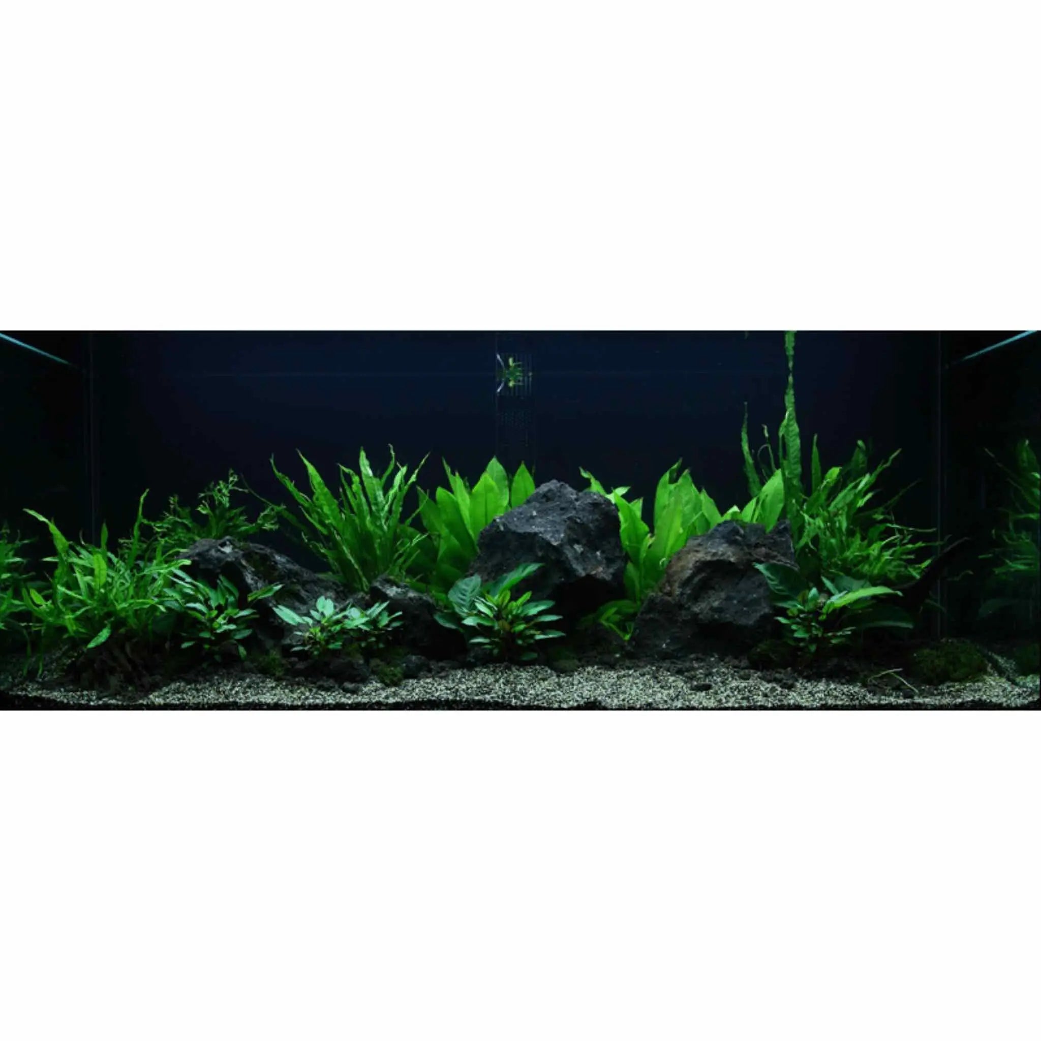 Scaped For You Collection - Layout 48 (300L) Easy - Aqua Essentials