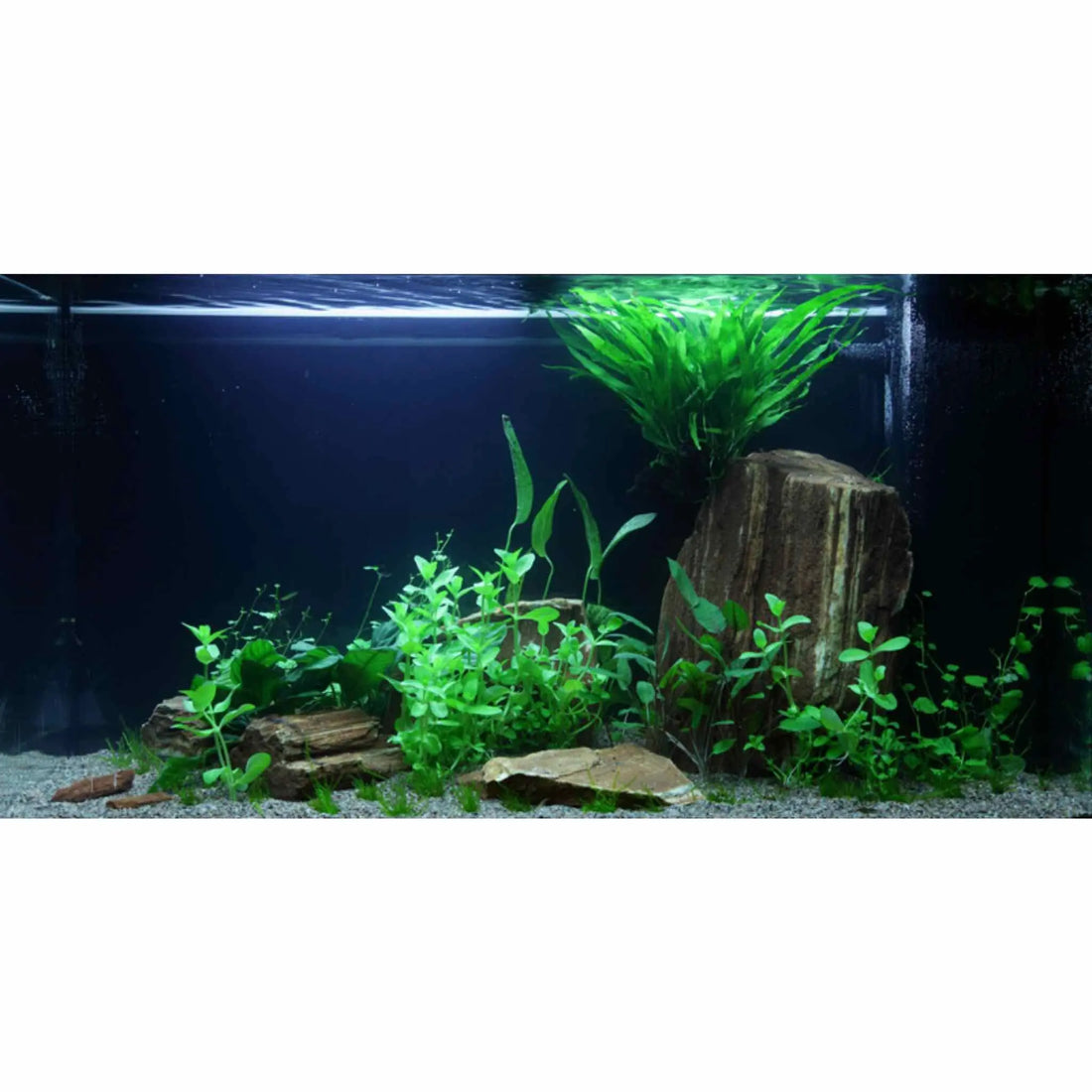 Scaped For You Collection - Layout 60 (125L) Easy - Aqua Essentials