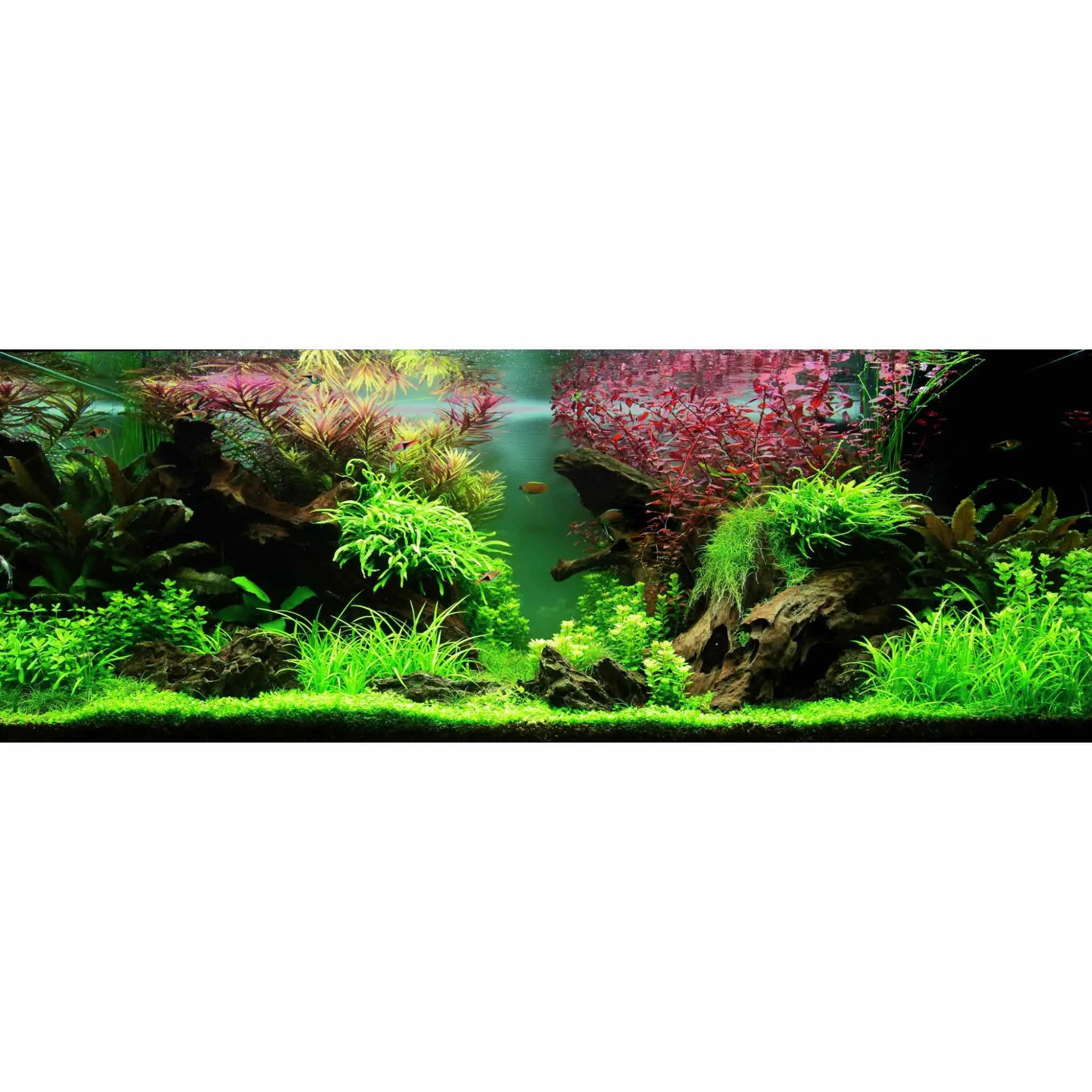 Scaped For You Collection Layout 80 (180L) Medium Aqua Essentials