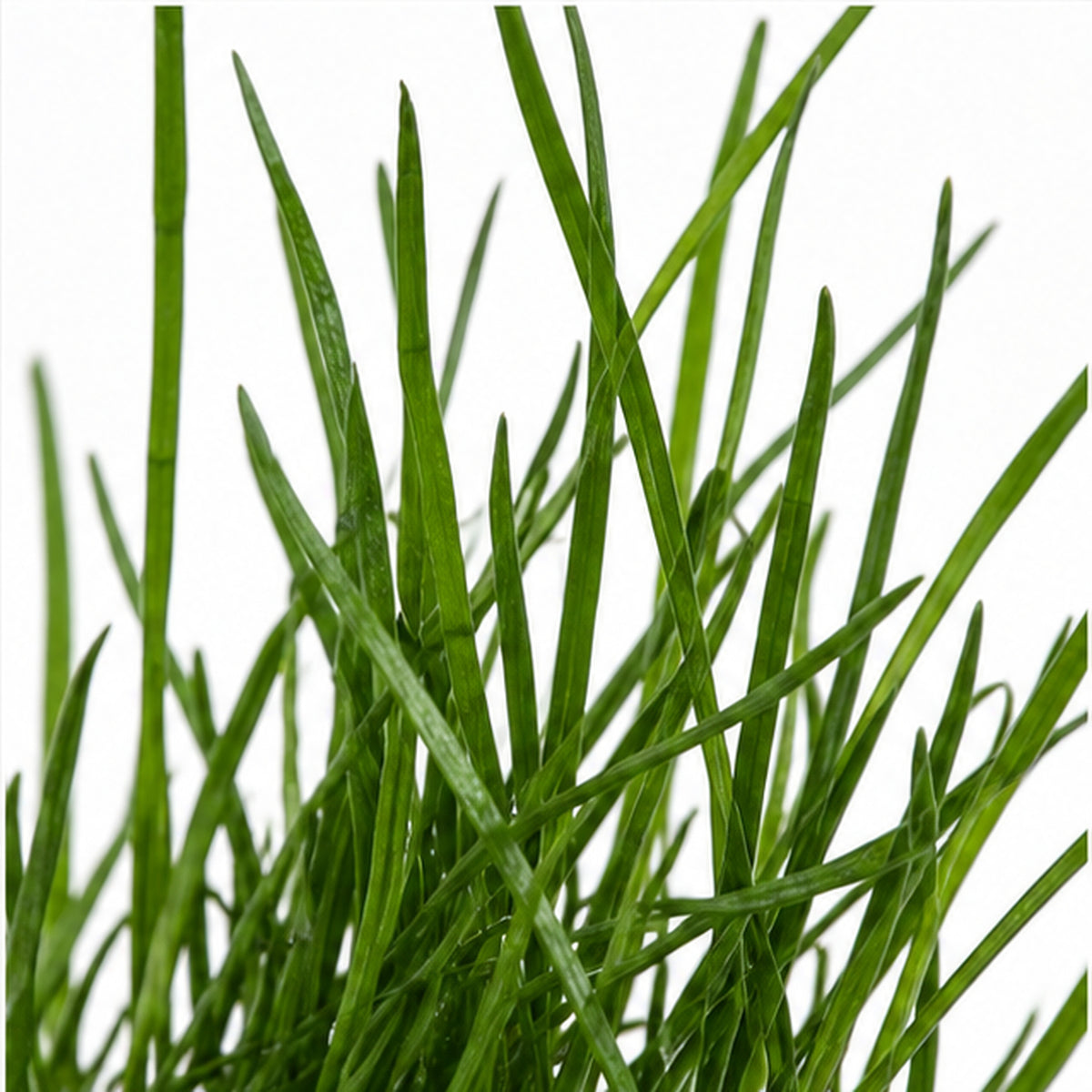 Lilaeopsis mauritiana
