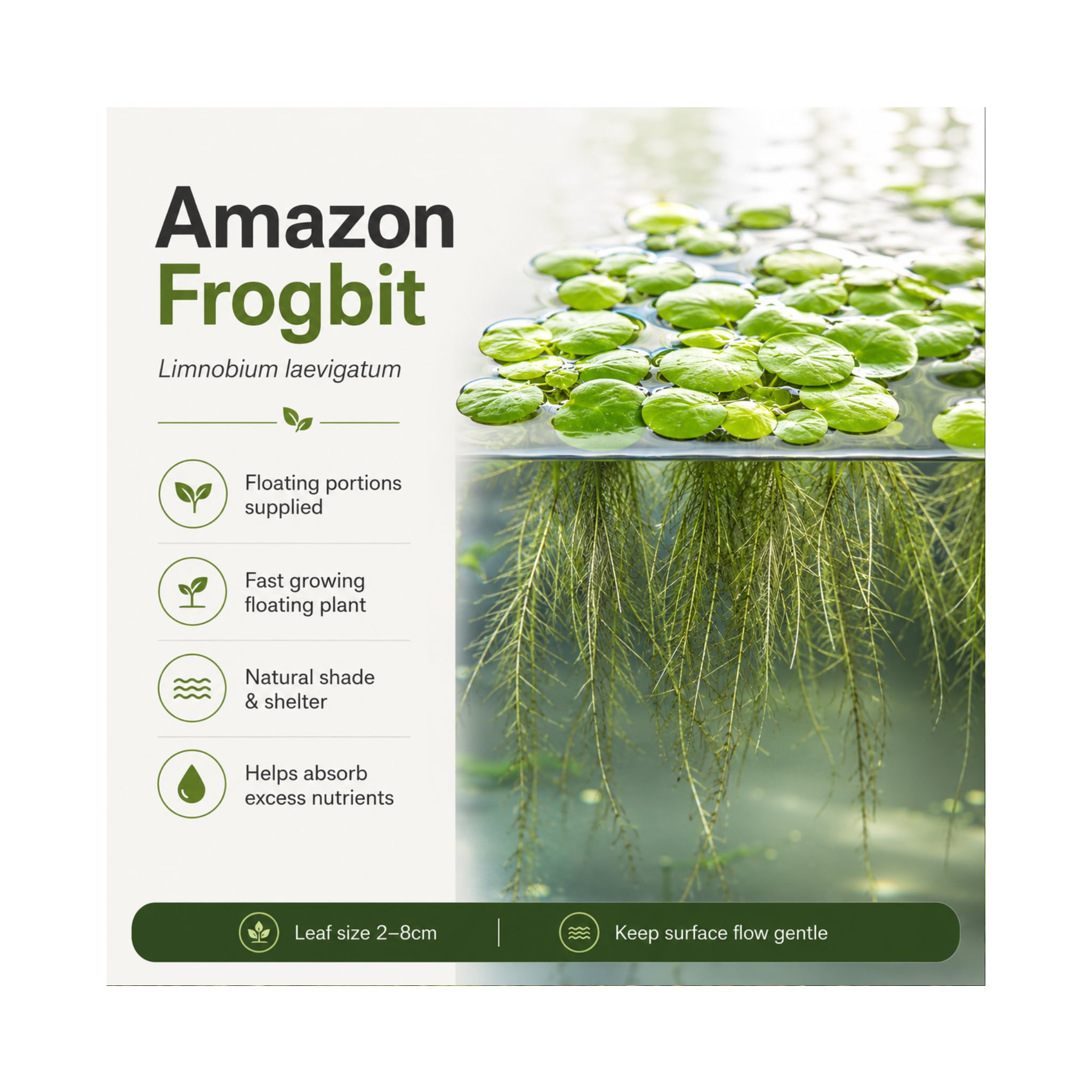 Amazon Frogbit (Limnobium laevigatum) - Floating Plant Portion