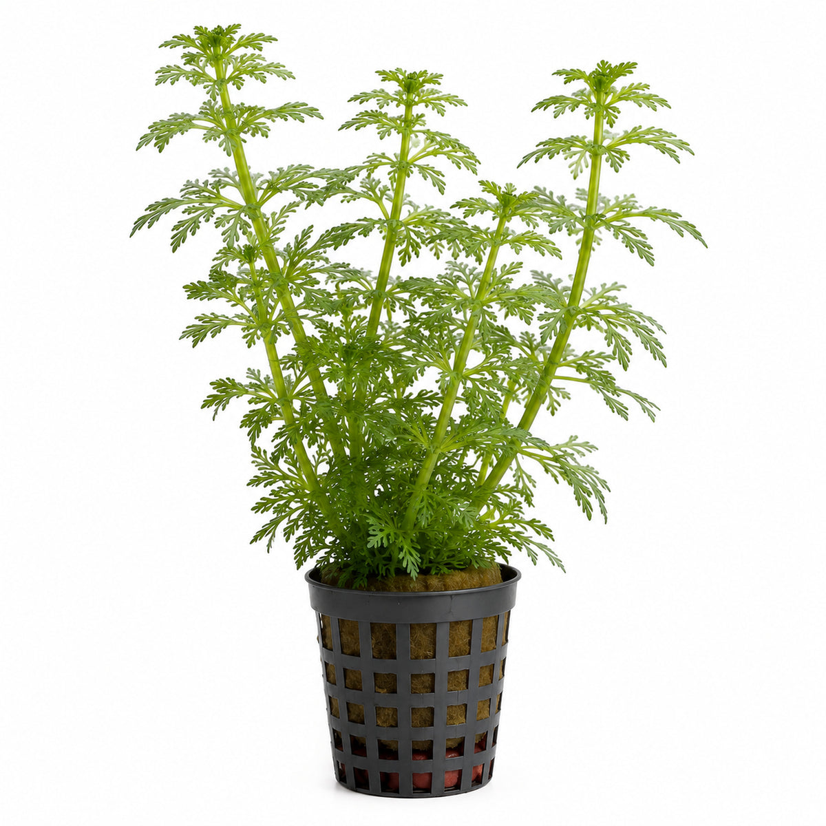 Limnophila heterophylla