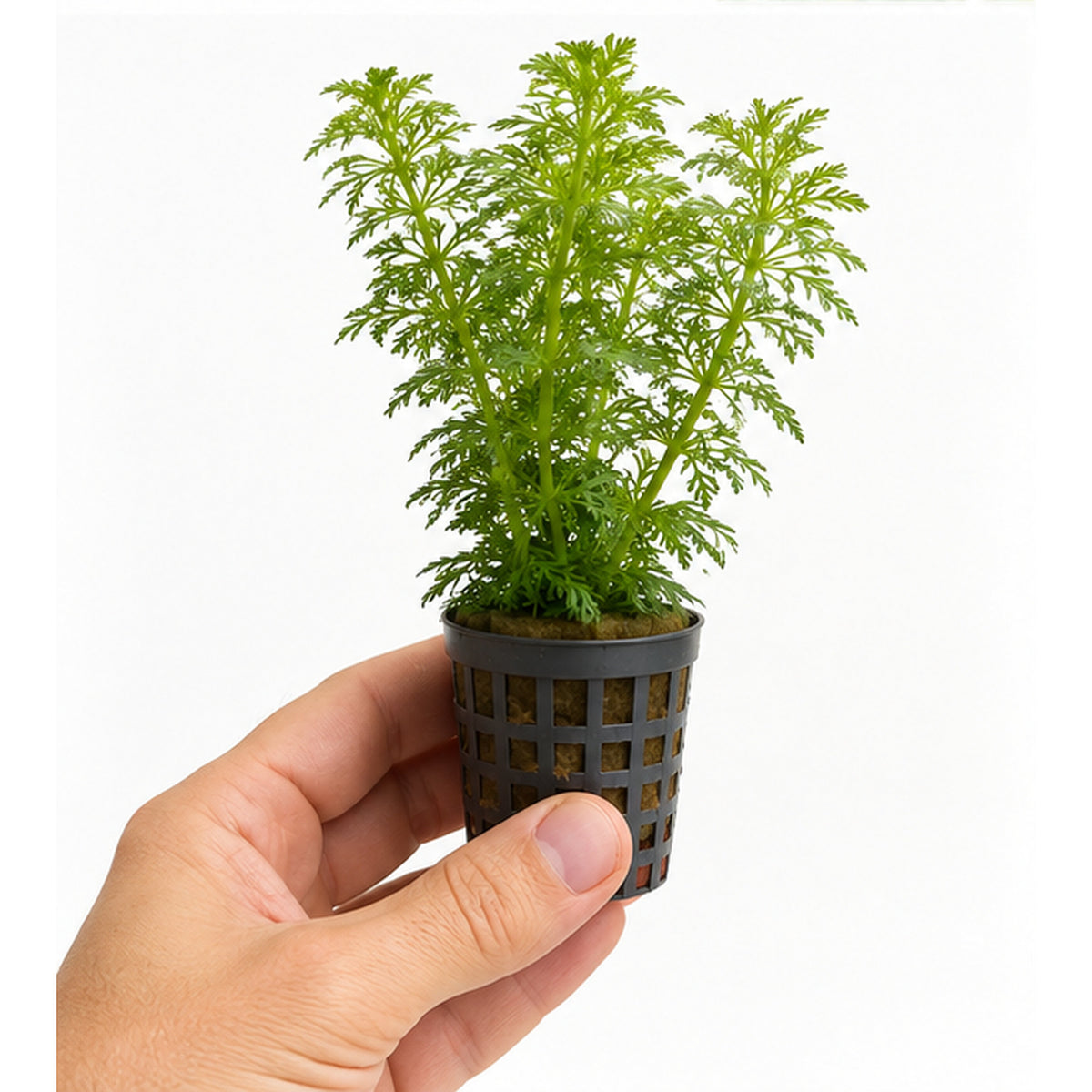 Limnophila heterophylla