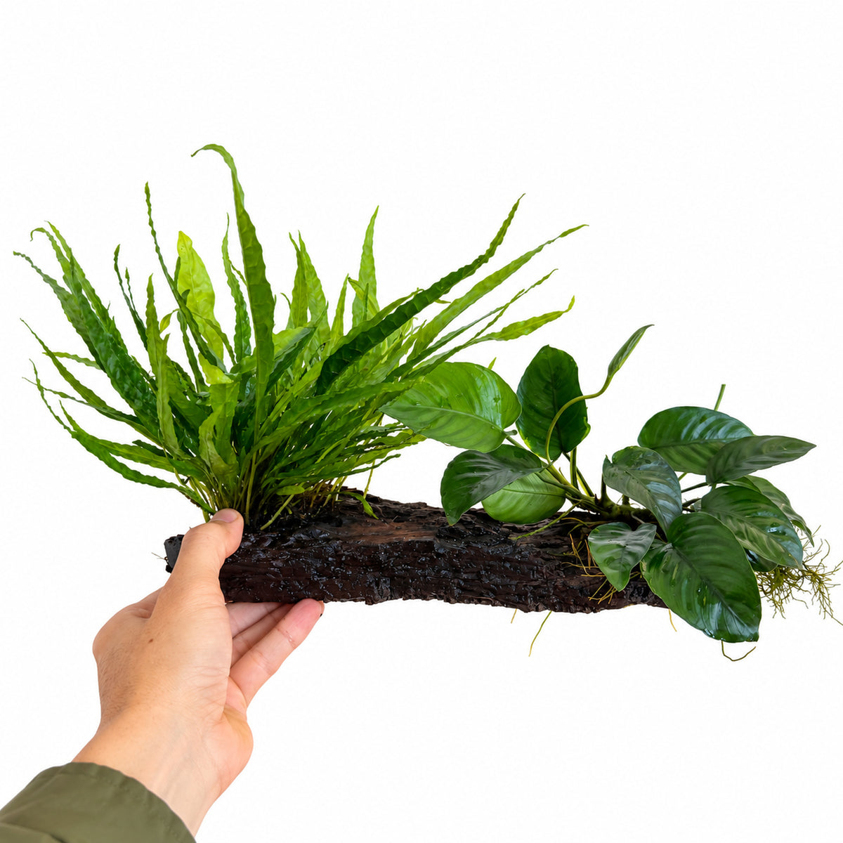 Microsorum & Anubias Duet