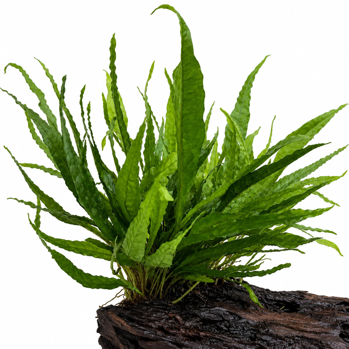 Microsorum & Anubias Duet