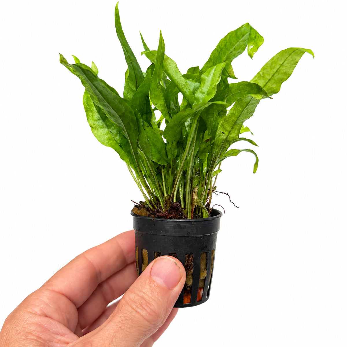 microsorum mini handheld size guide
