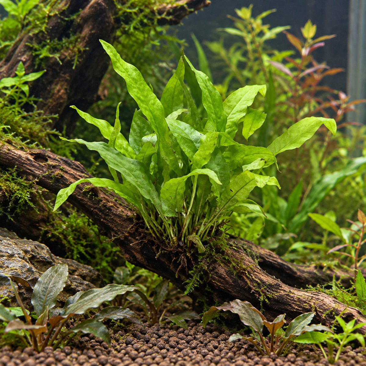 Microsorum mini attached to driftwood in an aquarium, illustrative planting example
